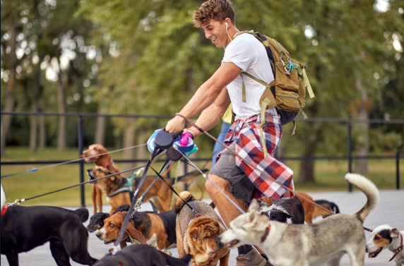 Dog Walker Jobs with Visa Sponsorship